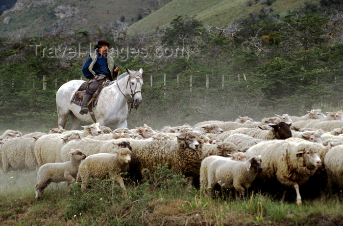 chile262: Aisén region, Chile: a Gaucho or South American cowboy herds sheep on horseback - Patagonia - photo by C.Lovell - (c) Travel-Images.com - Stock Photography agency - Image Bank