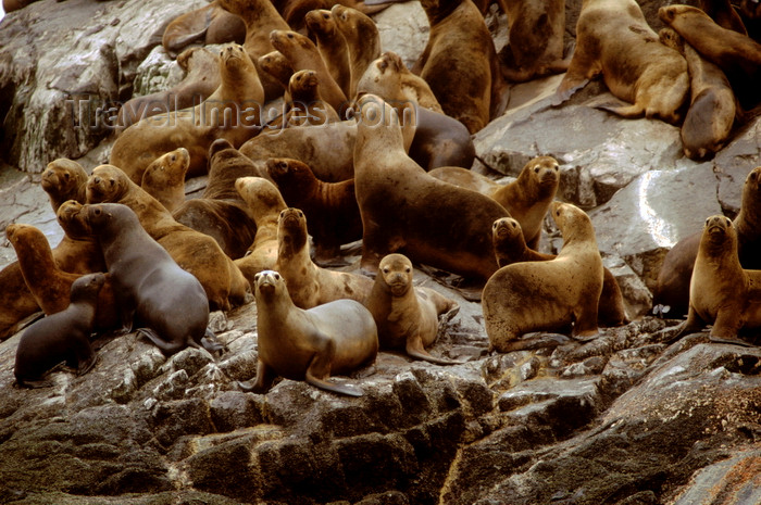 chile263: Aisén region, Chile: colony of southern sea lions on a rock in the temperate rain forest - Otaria flavescens - photo by C.Lovell - (c) Travel-Images.com - Stock Photography agency - Image Bank
