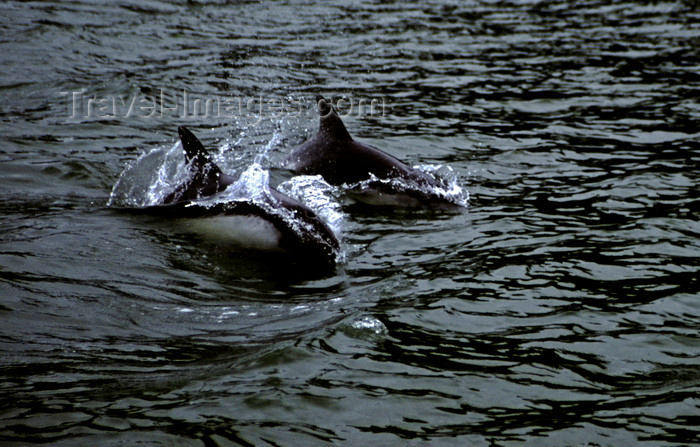 chile264: Aisén region, Chile: Delfin austral - Peale's Dolphins breach along the Pacific Coast west of La Junta – Patagonian fauna - photo by C.Lovell - (c) Travel-Images.com - Stock Photography agency - Image Bank