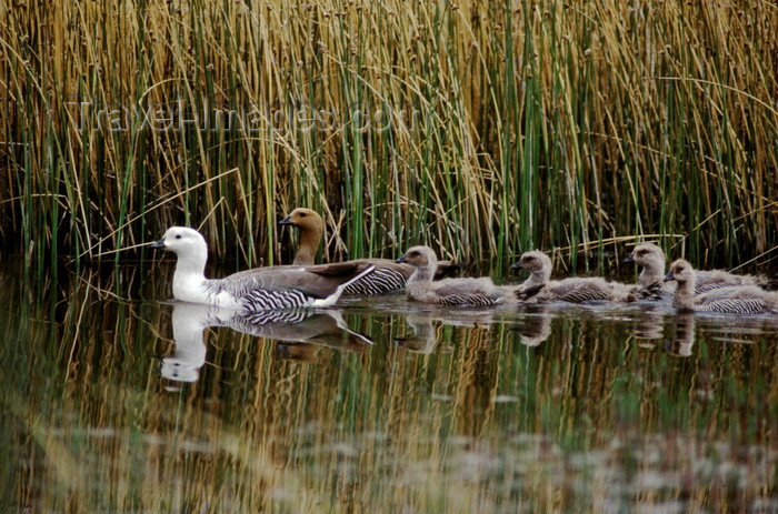 chile265: Torres del Paine National Park, Magallanes region, Chile: upland geese or cauquen with chicks in the wetlands of Torres del Paine NP - Choephaga poliocephala – Patagonian fauna - photo by C.Lovell - (c) Travel-Images.com - Stock Photography agency - Image Bank