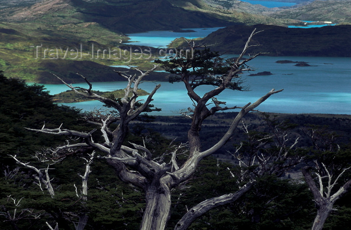 chile60: Torres del Paine National Park, Magallanes region, Chile: guindo or beech tree and Lake Nordenskjöld seen from French Valley- photo by C.Lovell - (c) Travel-Images.com - Stock Photography agency - Image Bank