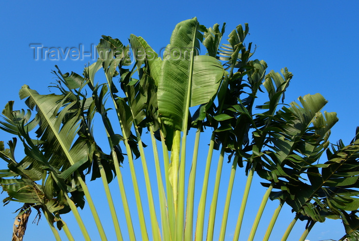 congo19: Brazzaville, Congo: detail of a travellers' palm - Ravenala madagascariensis - fan of leaves against the sky - photo by M.Torres - (c) Travel-Images.com - Stock Photography agency - Image Bank