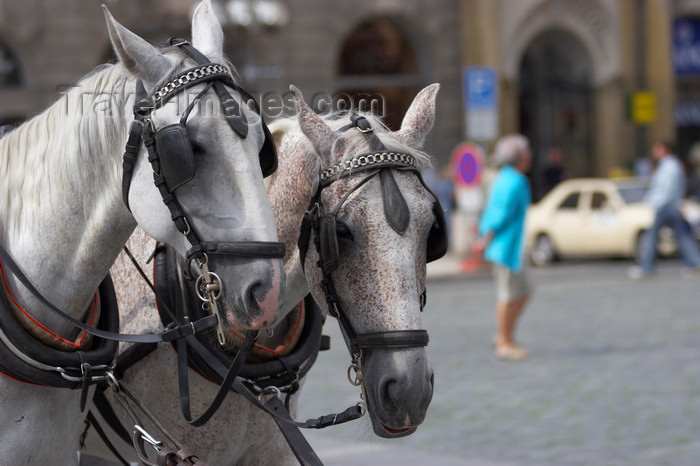 czech420: Horse carriages. Staromestske Namesti. Prague, Czech Republic - photo by H.Olarte - (c) Travel-Images.com - Stock Photography agency - Image Bank