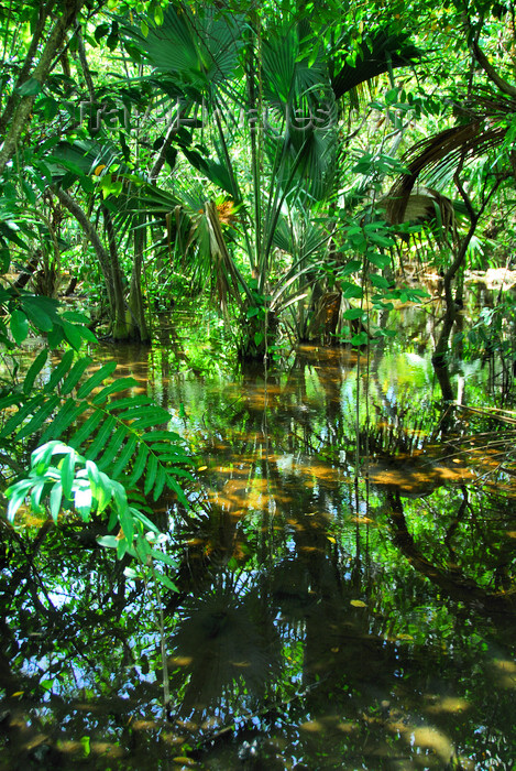 dominican141: Punta Cana, Dominican Republic: a swamp - photo by M.Torres - (c) Travel-Images.com - Stock Photography agency - Image Bank