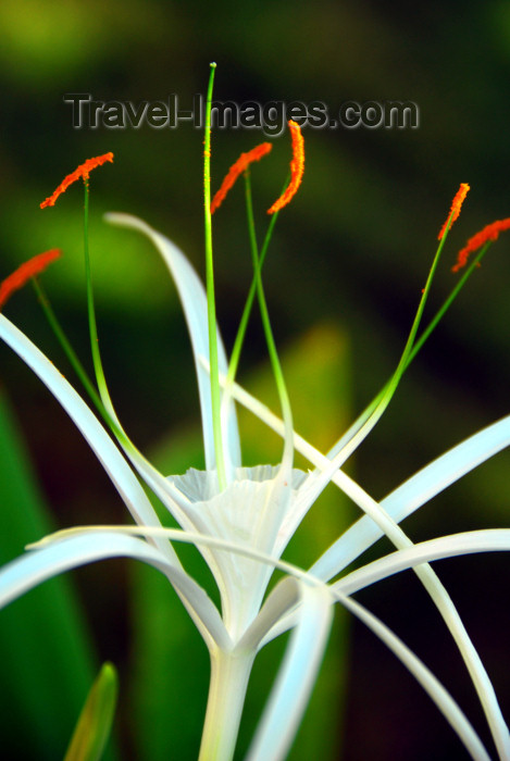 dominican165: Punta Cana, Dominican Republic: exotic flower - photo by M.Torres - (c) Travel-Images.com - Stock Photography agency - Image Bank