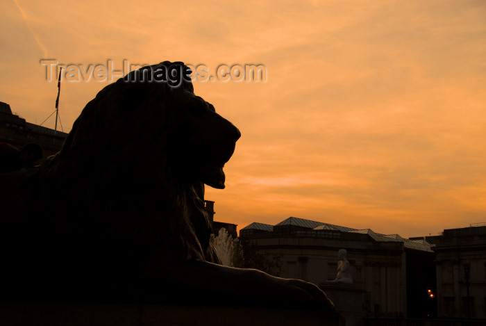 england21: London / LHR / LGW / STN / LTN / LCY : Trafalgar square - lion at the base of Nelson's column - dusk - photo by Miguel Torres - (c) Travel-Images.com - Stock Photography agency - Image Bank