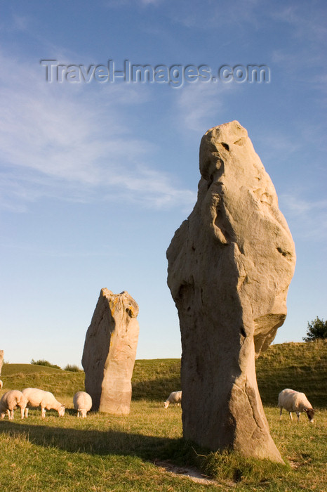 england695: Avebury, Wiltshire, South West England, UK: sheep at Avebury stone circle - UNESCO World Heritage Site - photo by I.Middleton - (c) Travel-Images.com - Stock Photography agency - Image Bank