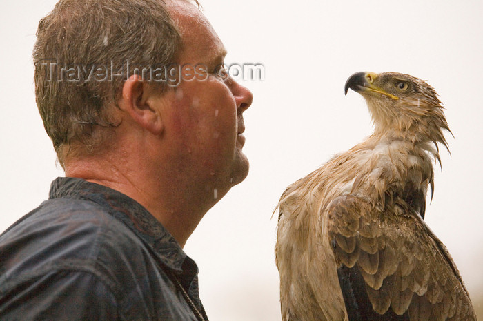 england732: Exmoor NP, Somerset, South West England, UK: hawk with trainer in Exmoor Falconry - photo by I.Middleton - (c) Travel-Images.com - Stock Photography agency - Image Bank