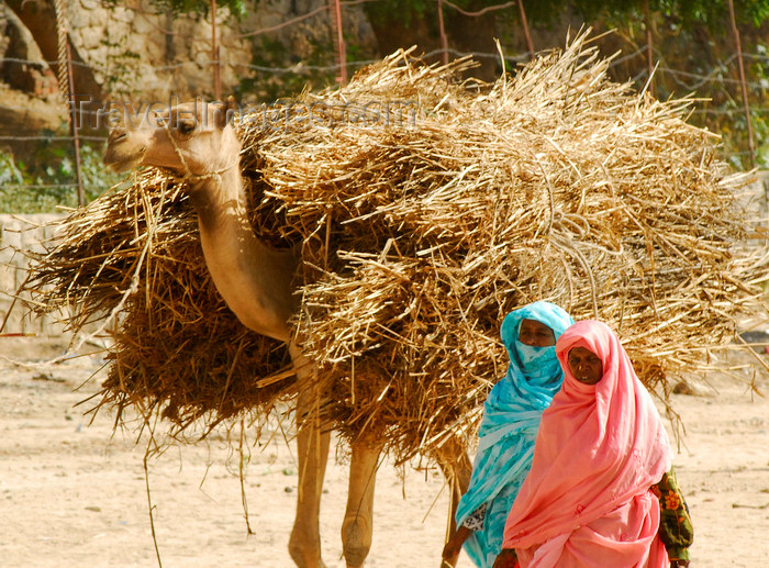 eritrea38: Eritrea - Keren, Anseba region: women transport straw in a camel - photo by E.Petitalot - (c) Travel-Images.com - Stock Photography agency - Image Bank