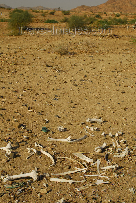 eritrea57: Eritrea - Hagaz, Anseba region - animal bones in the desert - photo by E.Petitalot - (c) Travel-Images.com - Stock Photography agency - Image Bank