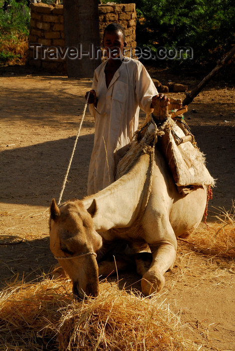 eritrea58: Eritrea - Hagaz, Anseba region - camel eating straw - photo by E.Petitalot - (c) Travel-Images.com - Stock Photography agency - Image Bank