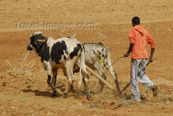 eritrea68: Eritrea - Senafe, Southern region: a ploughman in a dry field - agriculture - photo by E.Petitalot - (c) Travel-Images.com - Stock Photography agency - Image Bank