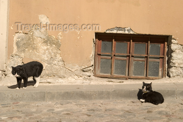 estonia70: Estonia - Tallinn: stray cats in the old town - photo by C.Schmidt - (c) Travel-Images.com - Stock Photography agency - Image Bank