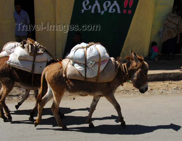 ethiopia210: Gondar, Amhara Region, Ethiopia: donkeys on head ot the Merkato - photo by M.Torres - (c) Travel-Images.com - Stock Photography agency - Image Bank