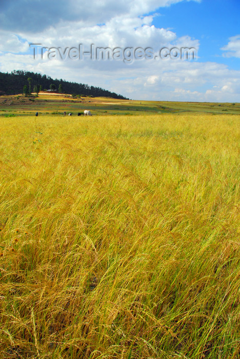 ethiopia336: Axum - Mehakelegnaw Zone, Tigray Region: Teff field - Eragrostis tef - cereal adapted to environments ranging from drought stress to waterlogged soil conditions - photo by M.Torres - (c) Travel-Images.com - Stock Photography agency - Image Bank