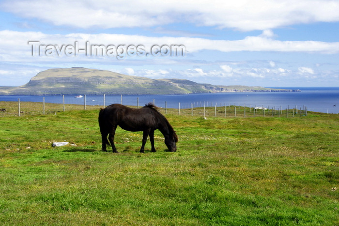 faeroe136: Tórshavn, Streymoy island, Faroes: horse grazing and Nolsoy island in the background - photo by A.Ferrari - (c) Travel-Images.com - Stock Photography agency - Image Bank