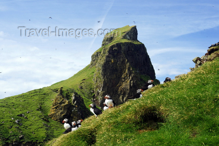 faeroe44: Mykines island, Faroes: cliff and puffins - photo by A.Ferrari - (c) Travel-Images.com - Stock Photography agency - Image Bank
