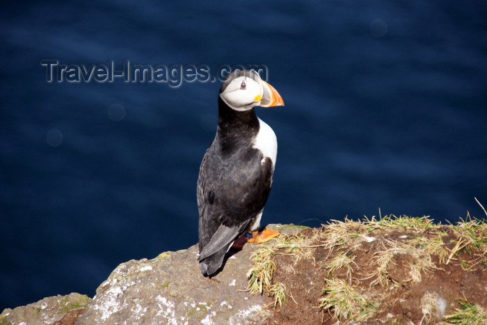 faeroe52: Mykines island, Faroes: Atlantic Puffin - Fratercula arctica - the colourful outer part of the bill is shed after the breeding season - photo by A.Ferrari - (c) Travel-Images.com - Stock Photography agency - Image Bank