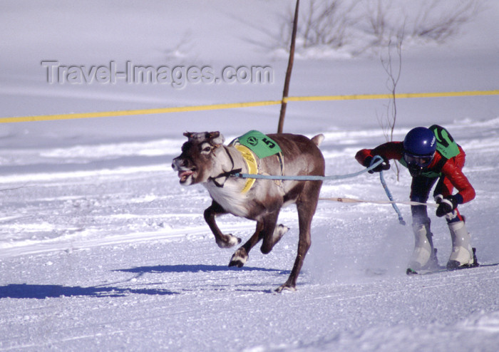 fin90: Finland - Lapland - Ivalo - Reindeer races - Arctic images by F.Rigaud - (c) Travel-Images.com - Stock Photography agency - Image Bank