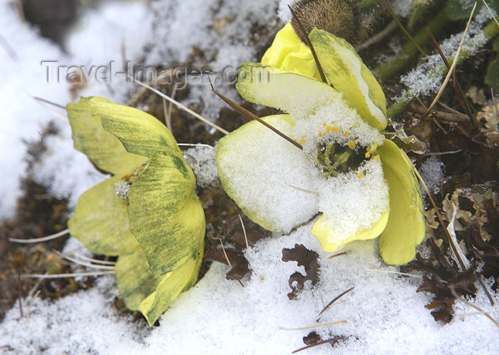 franz-josef17: Franz Josef Land Arctic Buttercups in snow, Cape Tegethofff, Hall Island - Arkhangelsk Oblast, Northwestern Federal District, Russia - photo by Bill Cain - (c) Travel-Images.com - Stock Photography agency - Image Bank