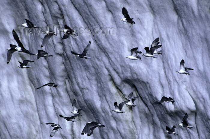 franz-josef18: Franz Josef Land Arctic terns in flight against an iceberg - Arkhangelsk Oblast, Northwestern Federal District, Russia - photo by Bill Cain - (c) Travel-Images.com - Stock Photography agency - Image Bank
