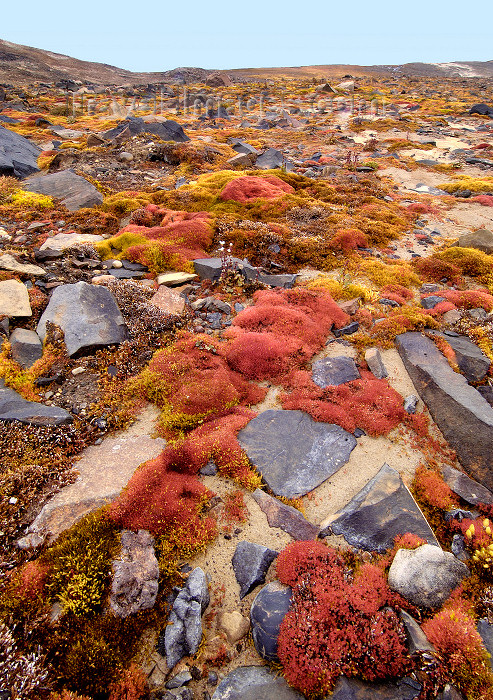 franz-josef2: Russia - Franz Josef Land - Champ Island: moss and ground cover (photo by Bill Cain) - (c) Travel-Images.com - Stock Photography agency - Image Bank