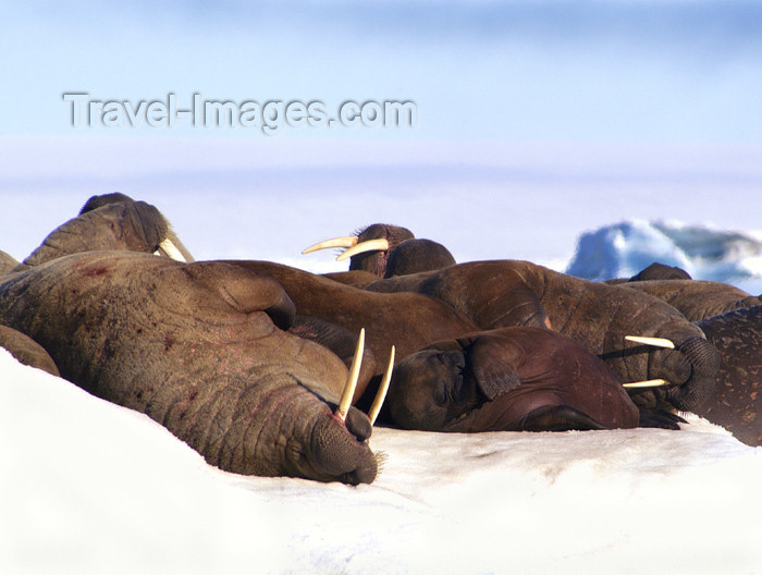 franz-josef90: Franz Josef Land Walruses laying on ice flow - Arkhangelsk Oblast, Northwestern Federal District, Russia - photo by Bill Cain - (c) Travel-Images.com - Stock Photography agency - Image Bank