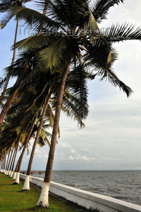 gabon30: Libreville, Estuaire Province, Gabon: coconut trees along the waterfront - Front de Mer - Boulevard de l'Indépendance - photo by M.Torres - (c) Travel-Images.com - Stock Photography agency - Image Bank