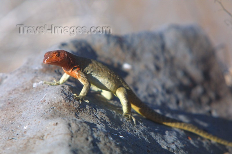 galapagos4: Galapagos Islands: lava lizard - Tropidurus delanonis - photo by R.Eime - (c) Travel-Images.com - Stock Photography agency - Image Bank