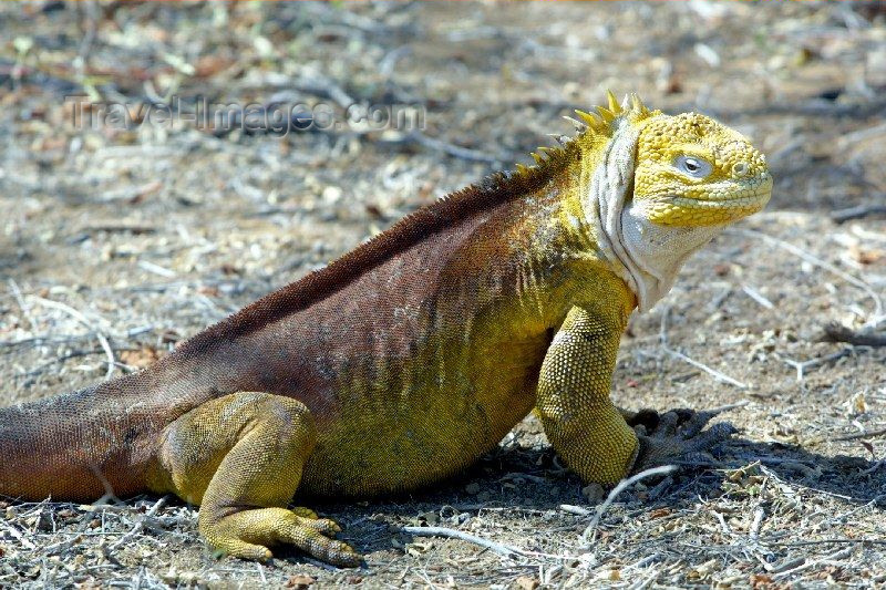 Galapagos Island Iguanas