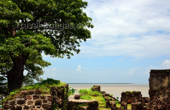 gambia102: James Island / Kunta Kinteh island, The Gambia:  Fort James - baobab and view over the River Gambia - UNESCO world heritage site - photo by M.Torres - (c) Travel-Images.com - Stock Photography agency - Image Bank