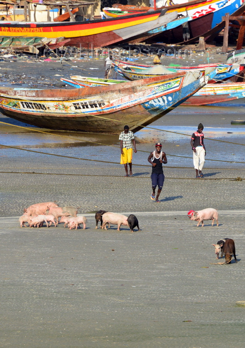 gambia72: Barra, The Gambia: fishing boats, young men and pigs - beach scene - sounder of swine - photo by M.Torres - (c) Travel-Images.com - Stock Photography agency - Image Bank
