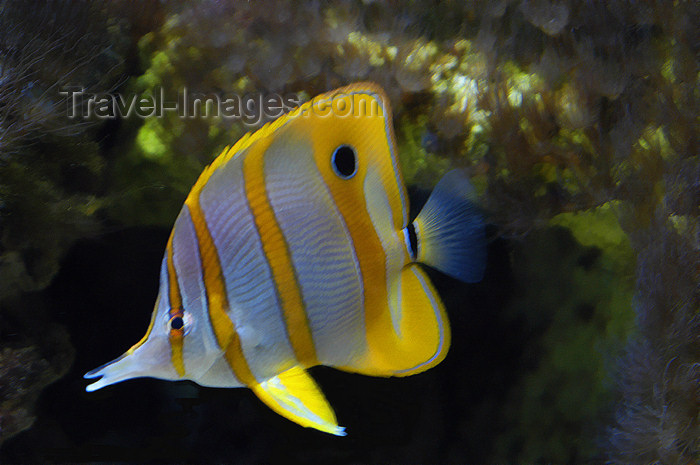 Guam - Tumon: Copperbanded Butterflyfish - fish - Underwater World - 1245 Pale San Vitores Rd. (photo by B.Cain)