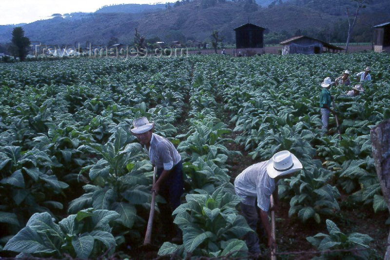 guatemala10: Guatemala - Chiquimula (Santa Rosa Province): tobacco farmers (photographer: Mona Sturges) - (c) Travel-Images.com - Stock Photography agency - Image Bank