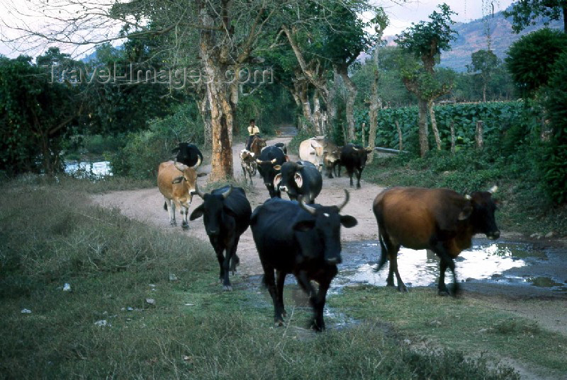 guatemala11: Guatemala - Chiquimula (Santa Rosa department): when the cows come home / vacas (photographer: Mona Sturges) - (c) Travel-Images.com - Stock Photography agency - Image Bank