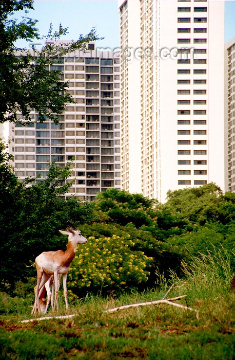 hawaii65: Oahu island: Waikiki beach - deer roaming the city - Photo by G.Friedman - (c) Travel-Images.com - Stock Photography agency - Image Bank