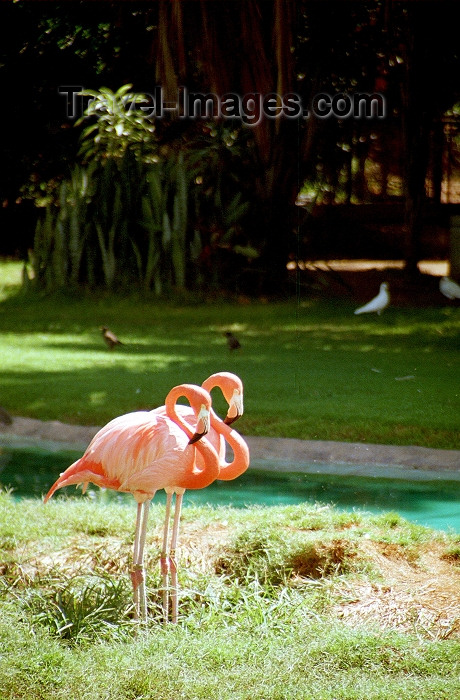 hawaii66: Oahu island: Waikiki beach - pink flamingos - Greater Flamingo - Phoenicopterus roseus - Photo by G.Friedman - (c) Travel-Images.com - Stock Photography agency - Image Bank