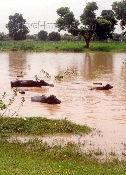 india12: India - Haryana State: Water Buffaloes take it easy after the monsoon - photo by M.Torres - (c) Travel-Images.com - Stock Photography agency - Image Bank