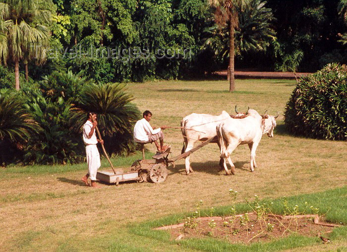 india17: India - Agra (Uttar Pradesh): Lawn mowing hindustani style (photo by Miguel Torres) - (c) Travel-Images.com - Stock Photography agency - Image Bank