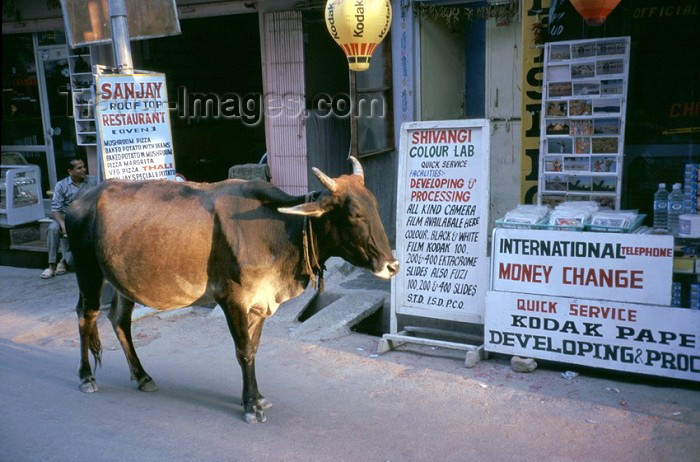 india187: India - Amritsar (Punjab): photo lab and sacred cow - Kodak ad (photo by J.Kaman) - (c) Travel-Images.com - Stock Photography agency - Image Bank