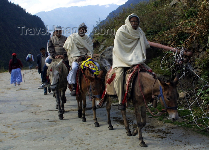 india242: India - Kedarnath (Uttaranchal): Hindu pilgrims on horseback (photo by Rod Eime) - (c) Travel-Images.com - Stock Photography agency - Image Bank