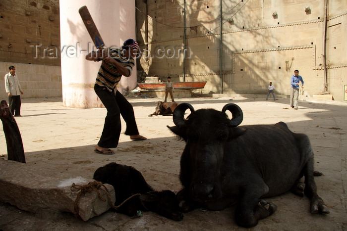 india483: Varanasi, Uttar Pradesh, India: cricket - sport - boys playing cricket while buffalos' are watching - photo by G.Koelman - (c) Travel-Images.com - Stock Photography agency - Image Bank