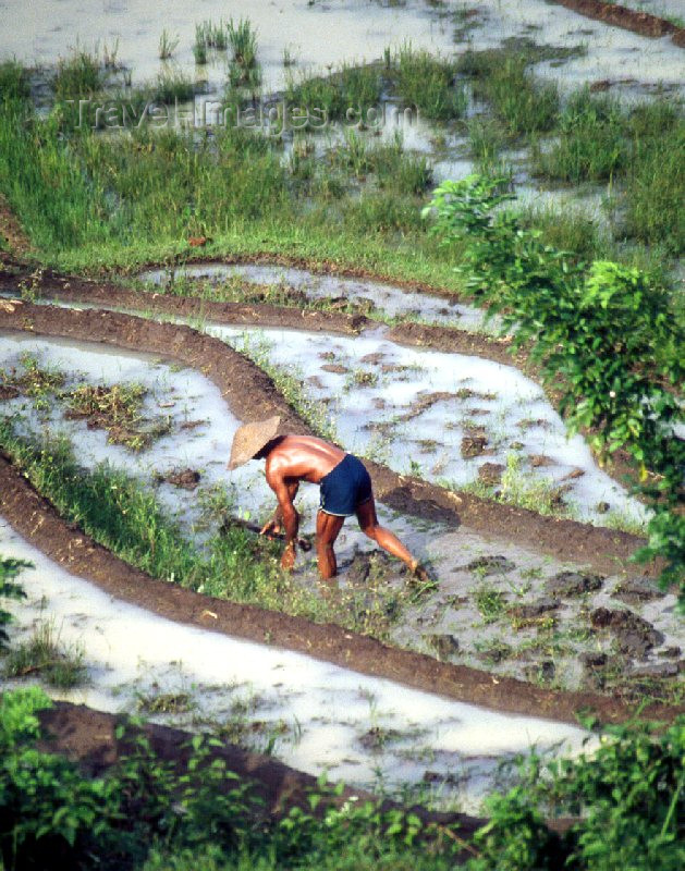 indonesia15: Java, Indonesia: worker on a milky rice field - Asian agriculture - farming - photo by M.Sturges - (c) Travel-Images.com - Stock Photography agency - Image Bank