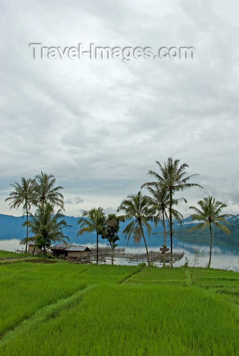 indonesia44: Indonesia - West Sumatra: Lake Maninjau - rice field - photo by P.Jolivet - (c) Travel-Images.com - Stock Photography agency - Image Bank