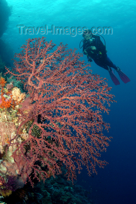 indonesia47: Wakatobi archipelago, Tukangbesi Islands, South East Sulawesi, Indonesia: diver over fan coral - Banda Sea - Wallacea - photo by D.Stephens - (c) Travel-Images.com - Stock Photography agency - Image Bank