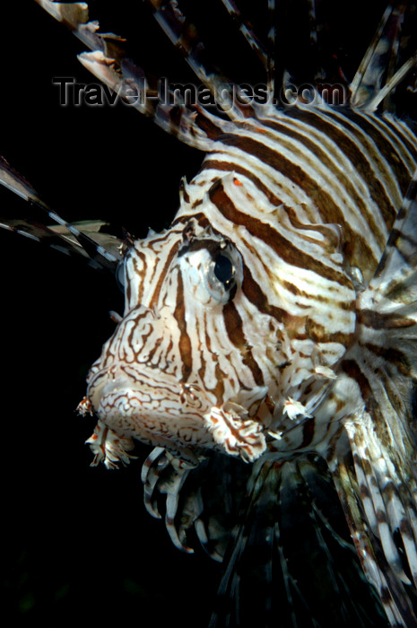 indonesia79: Wakatobi archipelago, Tukangbesi Islands, South East Sulawesi, Indonesia: Red Lionfish - Pterois volitans - venomous coral reef fish - Banda Sea - Wallacea - photo by D.Stephens - (c) Travel-Images.com - Stock Photography agency - Image Bank