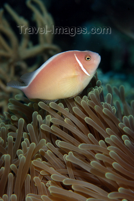 indonesia80: Wakatobi archipelago, Tukangbesi Islands, South East Sulawesi, Indonesia: pink skunk clownfish / anemonefish - Amphiprion perideraion - family Pomacentridae - Banda Sea - Wallacea - photo by D.Stephens - (c) Travel-Images.com - Stock Photography agency - Image Bank