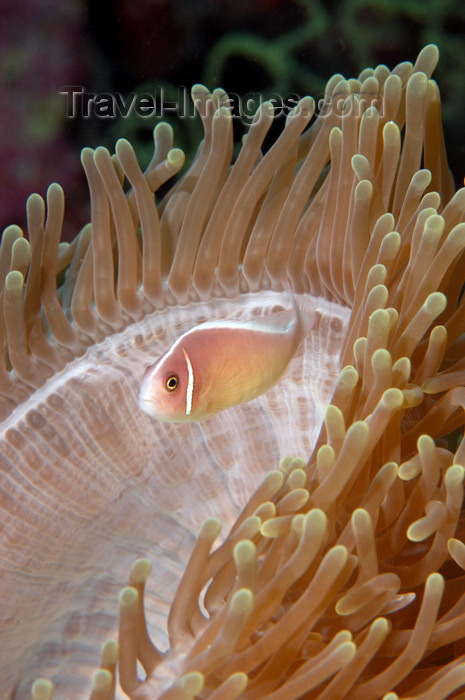 indonesia88: Wakatobi archipelago, Tukangbesi Islands, South East Sulawesi, Indonesia: symbiosis - Heteractis magnifica anemone and pink skunk clownfish / anemonefish - Amphiprion perideraion - Banda Sea - Wallacea - photo by D.Stephens - (c) Travel-Images.com - Stock Photography agency - Image Bank