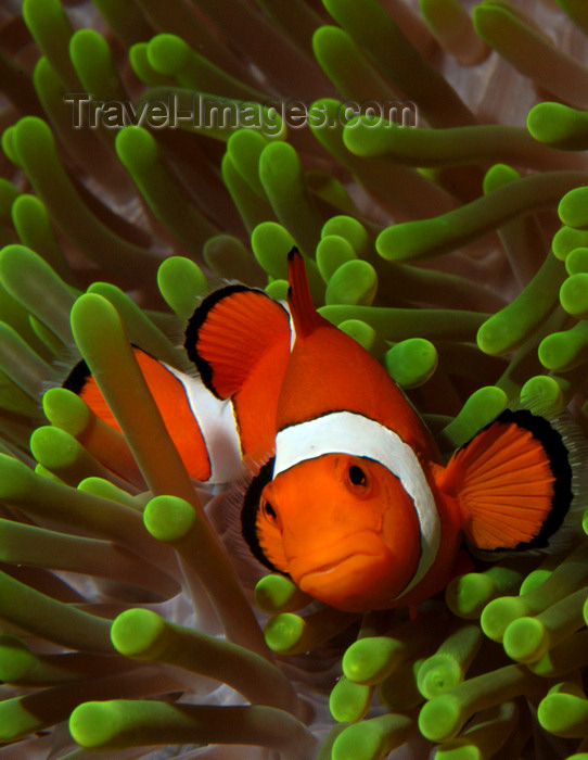 indonesia93: Wakatobi archipelago, Tukangbesi Islands, South East Sulawesi, Indonesia: front view of Clownfish in a Ritteri anemone / False Percula Clownfish - Amphiprion ocellaris - family Pomacentridae - Banda Sea - Wallacea - photo by D.Stephens - (c) Travel-Images.com - Stock Photography agency - Image Bank