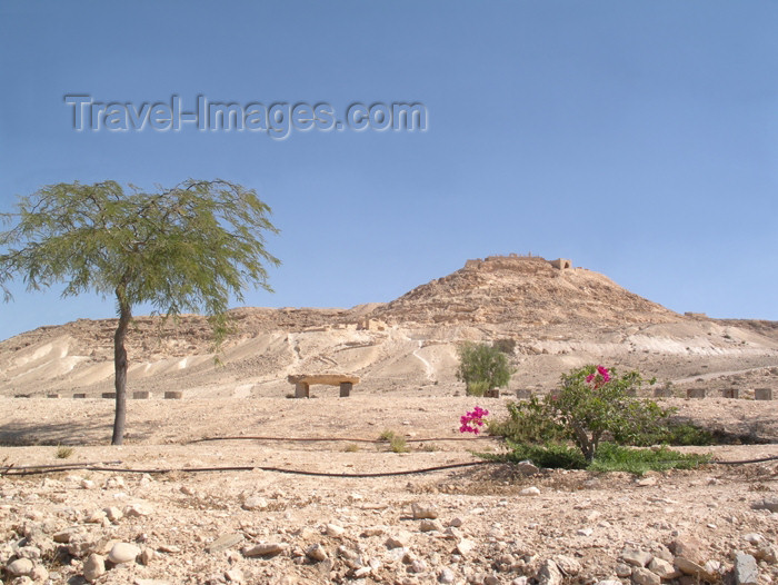israel220: Israel - Negev desert: fragile life - photo by E.Keren - (c) Travel-Images.com - Stock Photography agency - Image Bank